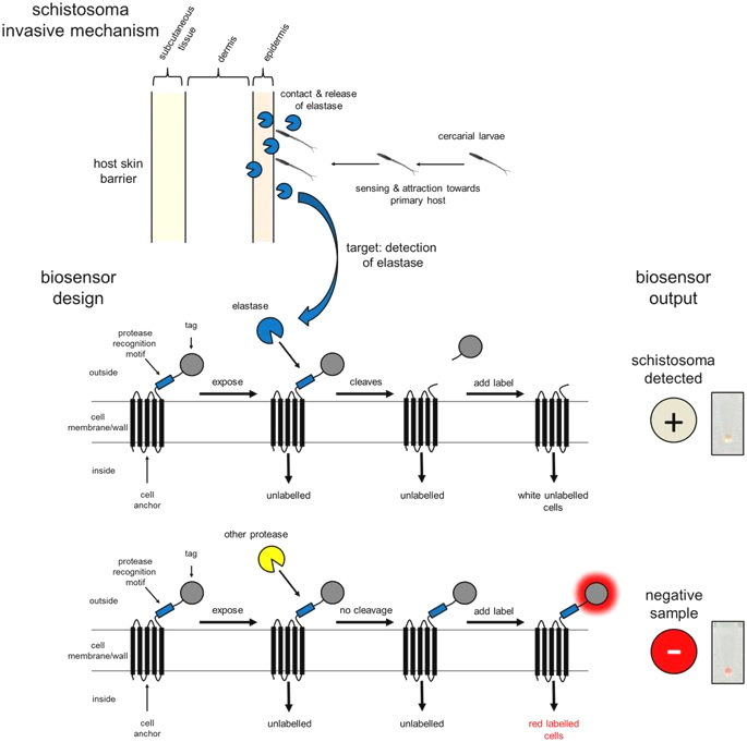 685x681 Easy Way To Draw An Anchor A Protease Based Biosensor - Easy Anchor Drawing