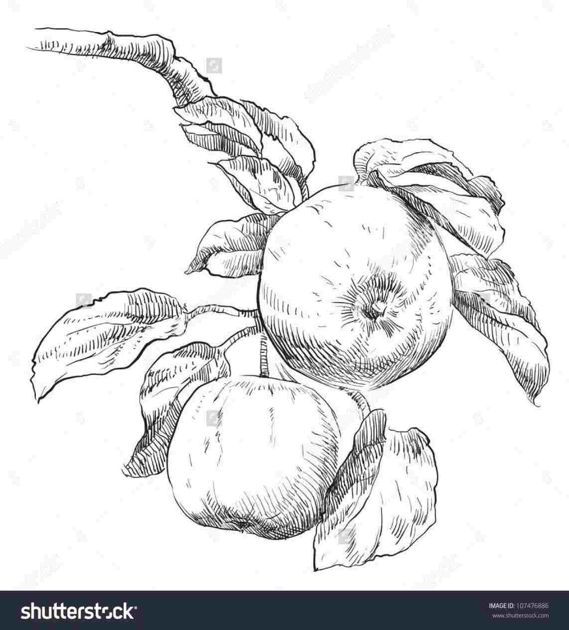 1142x1264 And Pencil Imorerhimorecom How Sketch Easy Apple Drawing To Learn - Easy Apple Drawing