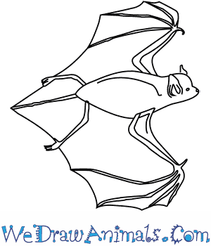 300x350 How To Draw A Big Brown Bat - Easy Bat Drawing