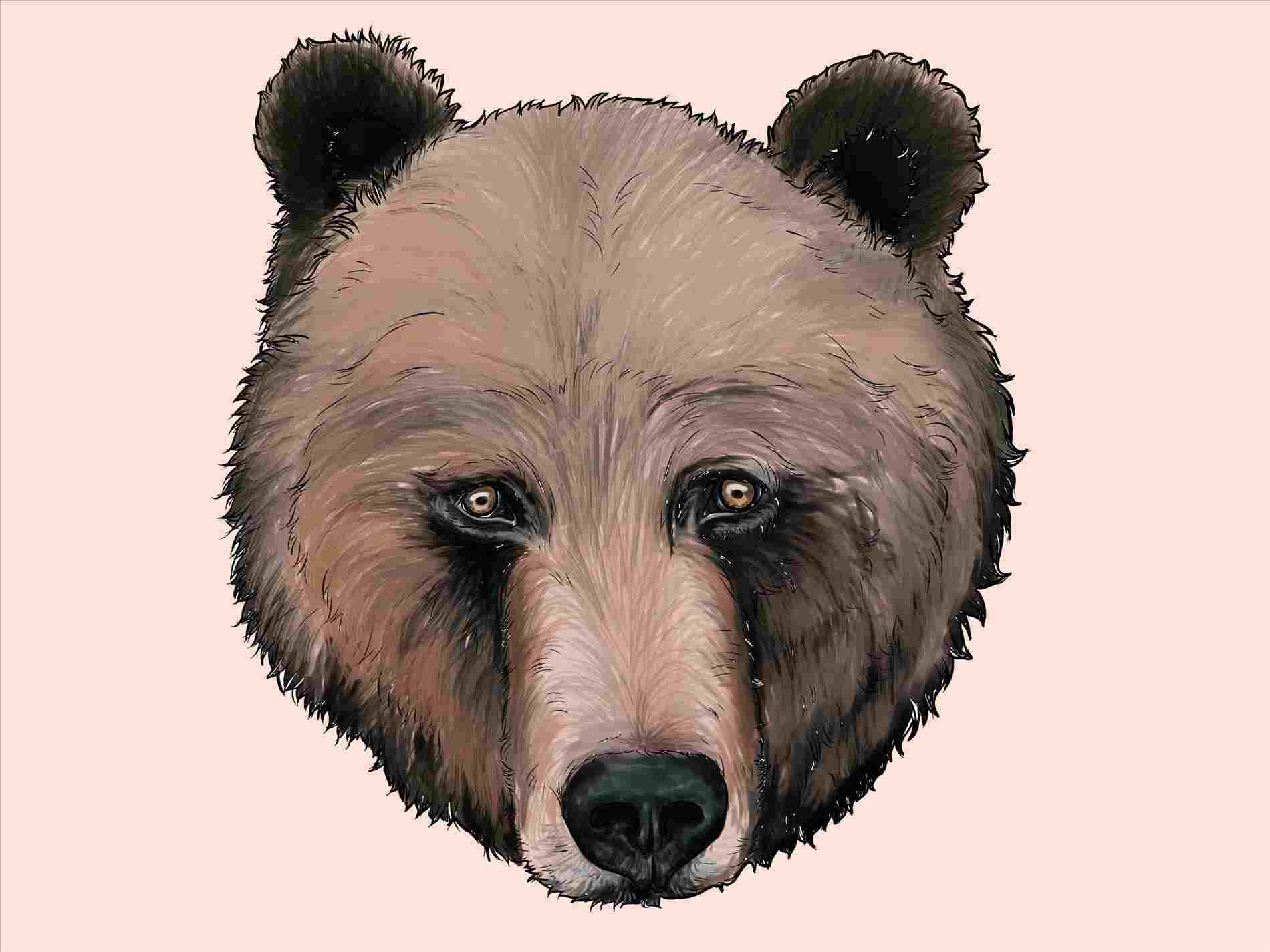 1900x1425 Drawing Grizzly Bear Face - Easy Bear Face Drawing