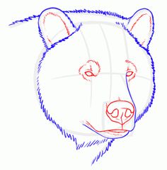 236x240 How To Draw Grizzly Bears - Easy Bear Face Drawing