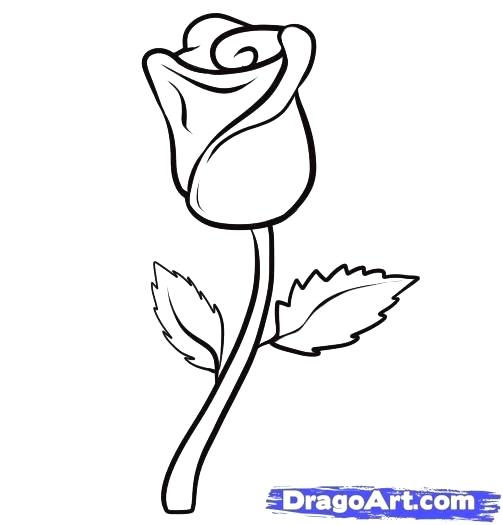 503x525 Best Roses For Beginners Rose Drawing Easy Best Easy To Draw Rose - Easy Best Drawing