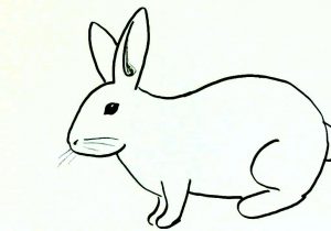 300x210 How To Draw A Easy Bunny Step - Easy Bunny Face Drawing