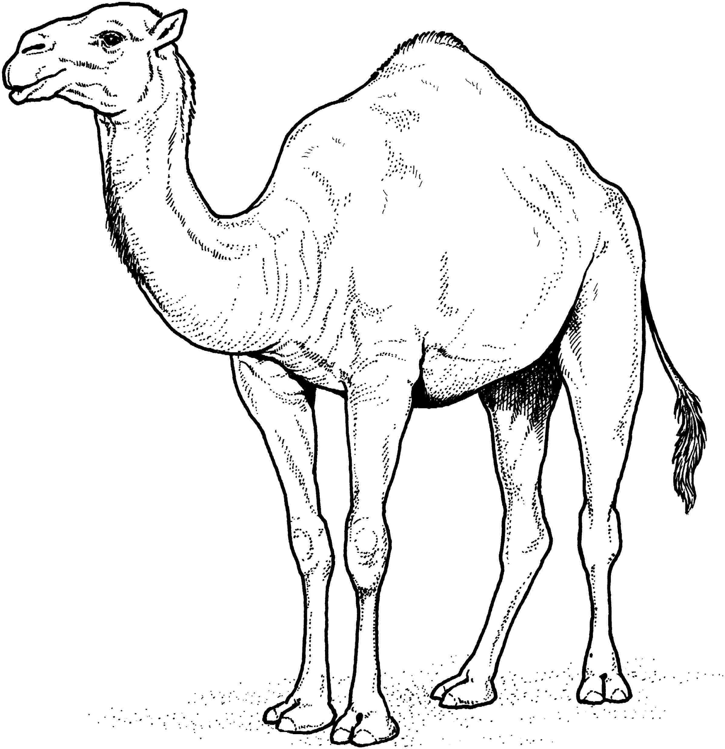 Camel Pencil Sketch