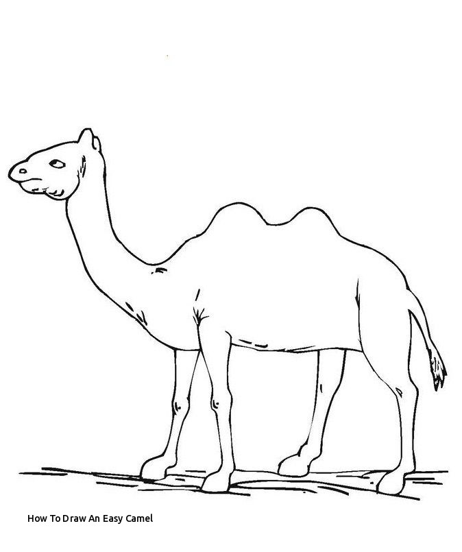 674x805 How To Draw An Easy Camel Best Camels Images - Easy Camel Drawing