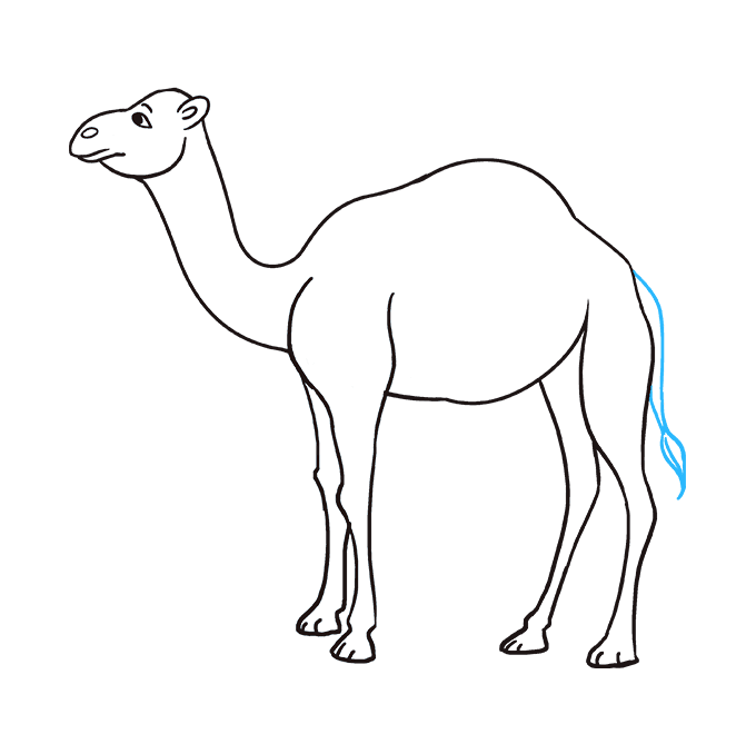 680x678 How To Draw A Camel - Easy Camel Drawing
