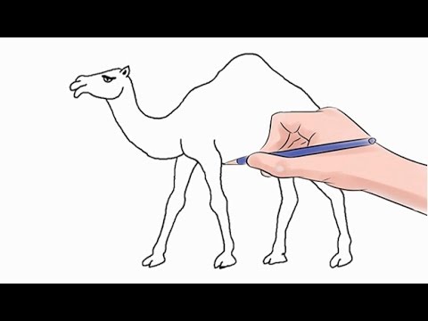 480x360 How To Draw A Camel Easy Step - Easy Camel Drawing