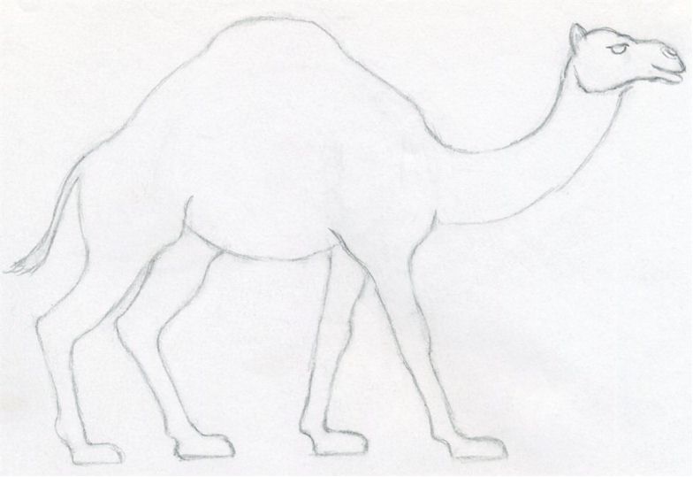 784x539 How To Draw A Camel, Simple, Quick In Color Pencil - Easy Camel Drawing