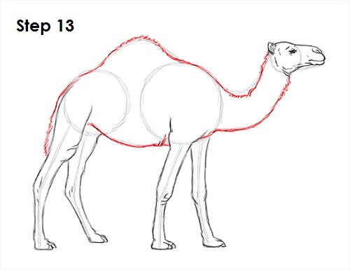 500x386 How To Draw A Camel - Easy Camel Drawing