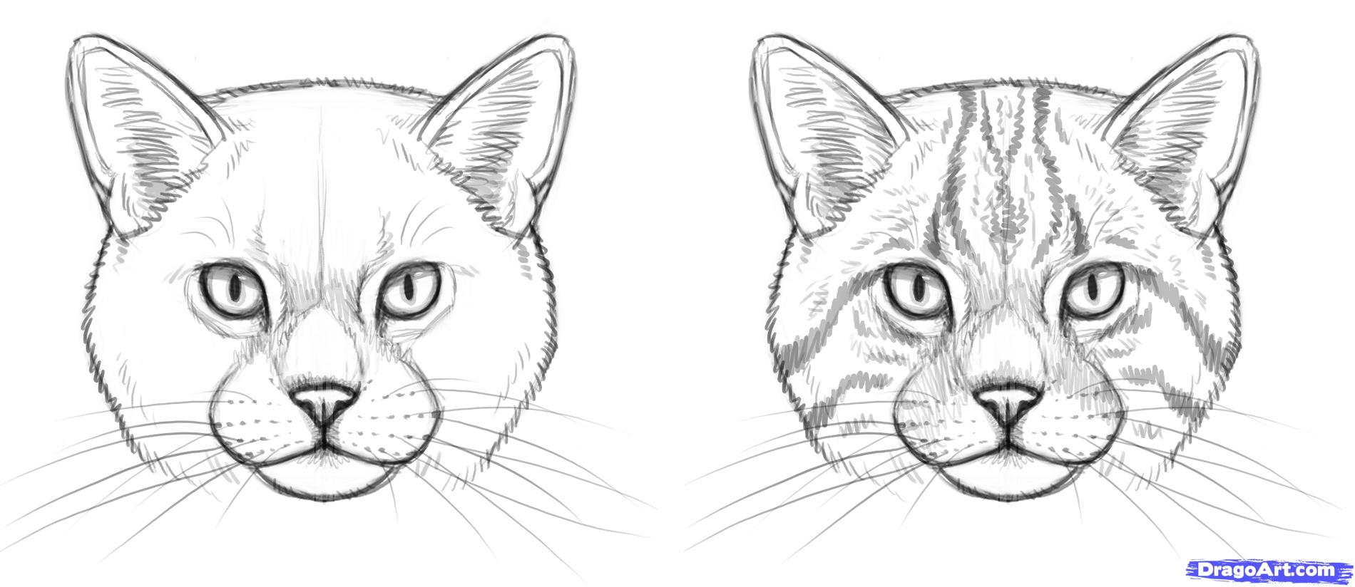 1900x824 Huge Collection Of 'cat Drawing Face' Download More Than - Easy Cat Face Drawing