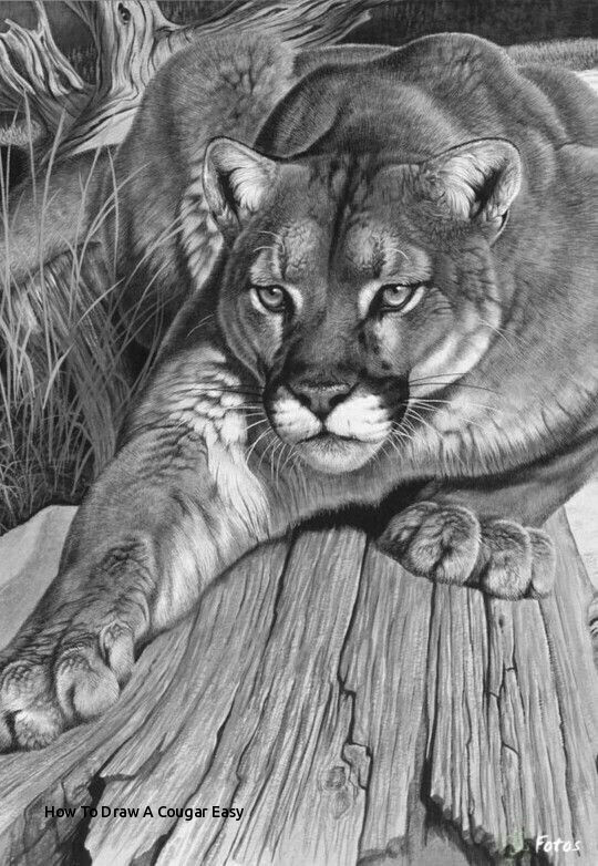 540x782 How To Draw A Cougar Easy Best Drawing Images - Easy Cougar Drawing