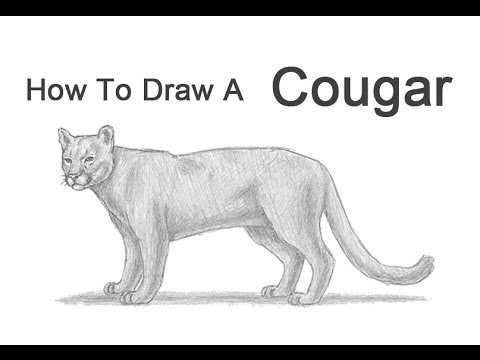 480x360 How To Draw A Cougar - Easy Cougar Drawing