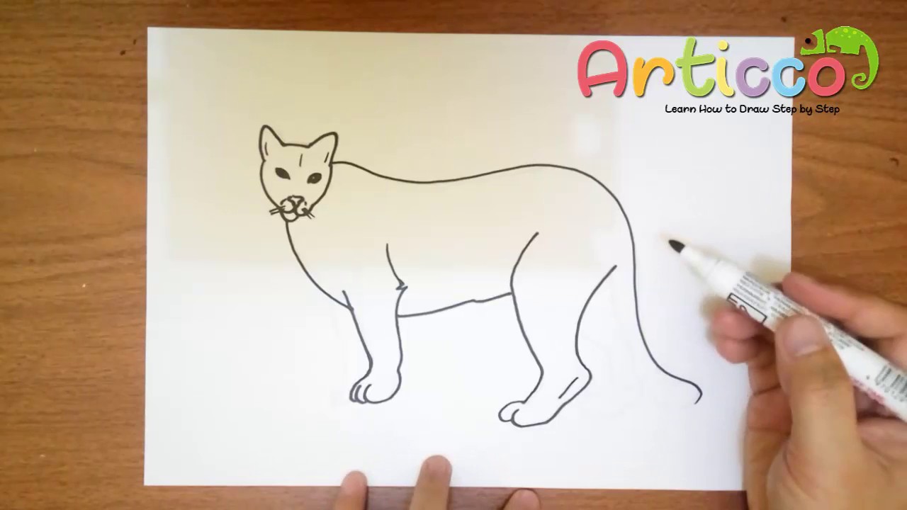1280x720 How To Draw A Cougar Step - Easy Cougar Drawing