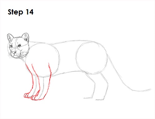 How To Draw A Cougar - Easy Cougar Drawing. 