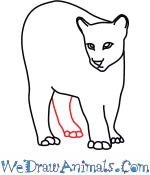 300x350 How To Draw A Cougar - Easy Cougar Drawing