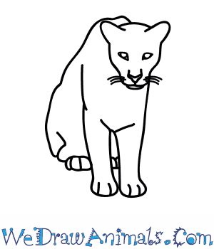 300x350 How To Draw A Florida Panther - Easy Cougar Drawing
