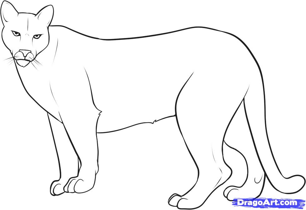How To Draw A Mountain Lion, Step - Easy Cougar Drawing. 