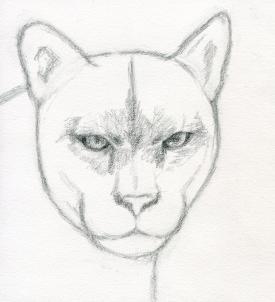 275x302 how to draw a realistic puma, mountain lion, step - Easy Cougar Drawing