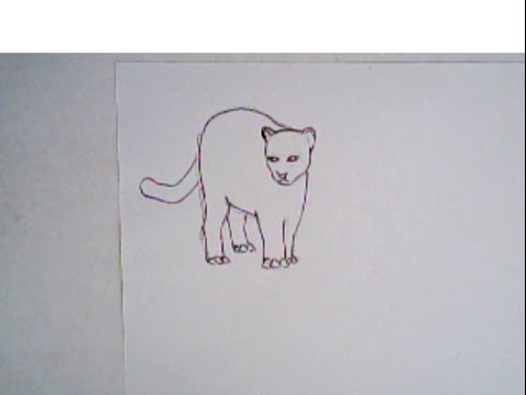 480x360 How To Draw A Cougar - Easy Cougar Drawing