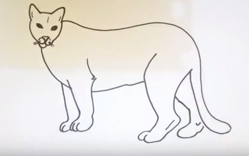 511x320 How To Draw A Cougar Easy Step - Easy Cougar Drawing