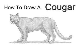 336x188 How To Draw A Mountain Lion - Easy Cougar Drawing