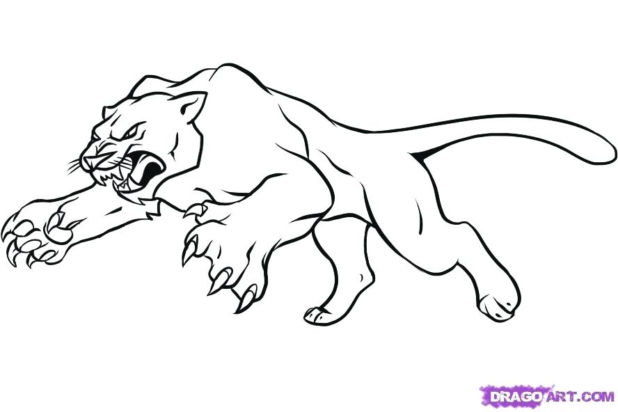 888x592 Cougar Drawing Free Download - Easy Cougar Drawing