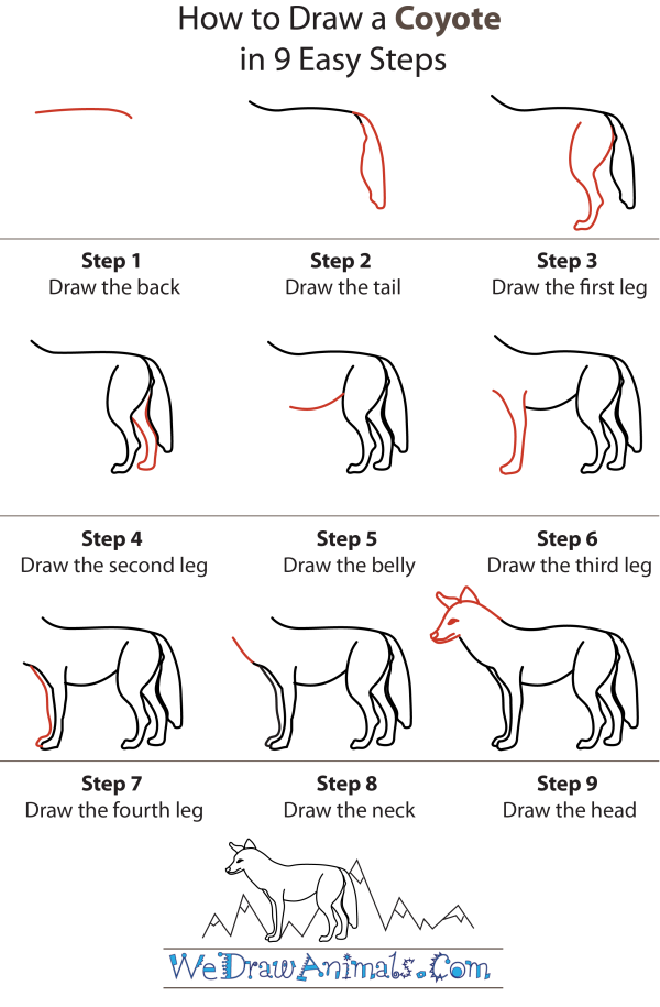 600x915 How To Draw A Coyote - Easy Coyote Drawing