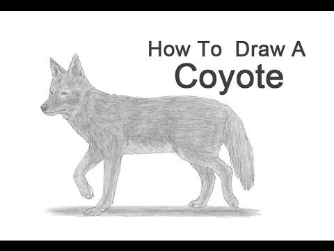 480x360 How To Draw A Coyote - Easy Coyote Drawing