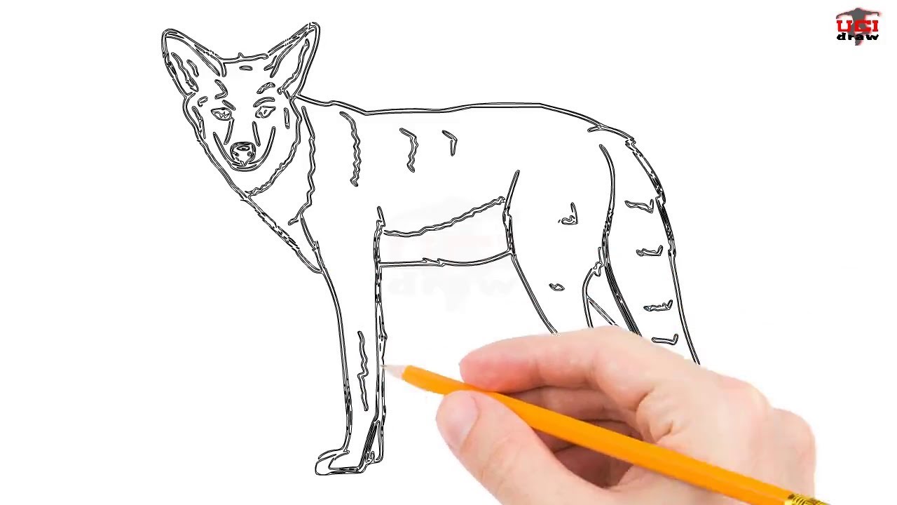 1280x720 How To Draw A Coyote Step - Easy Coyote Drawing