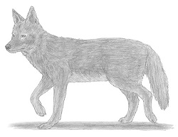 250x193 How To Draw A Coyote - Easy Coyote Drawing
