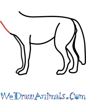 300x350 How To Draw A Coyote - Easy Coyote Drawing