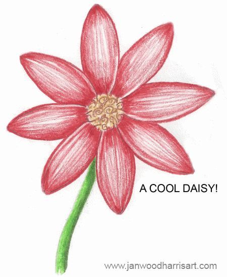 450x548 How To Draw A Daisy - Easy Daisy Drawing