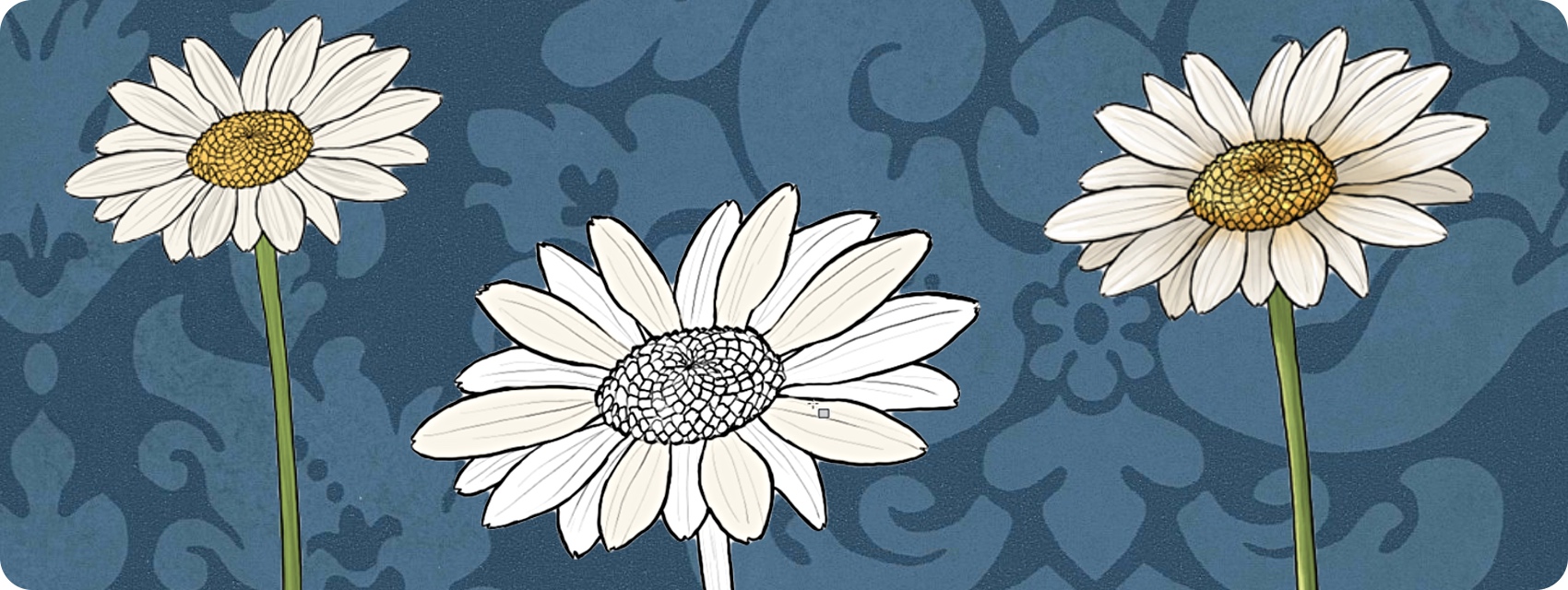 1700x640 How To Draw Flowers The Innocent And Cheerful Daisy - Easy Daisy Drawing
