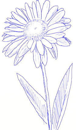 250x424 How To Draw A Daisy - Easy Daisy Drawing