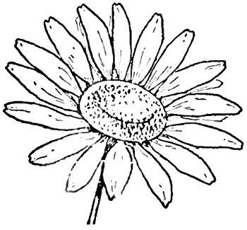 350x325 Drawing The Daisy How To Draw Daisies With Easy Step - Easy Daisy Drawing