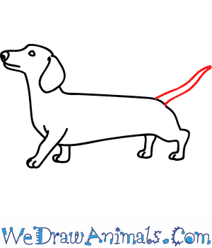 300x350 How To Draw A Wiener Dog - Easy Dog Drawing For Kids