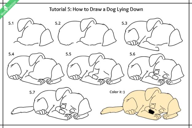 Easy Dog Drawing Tutorial