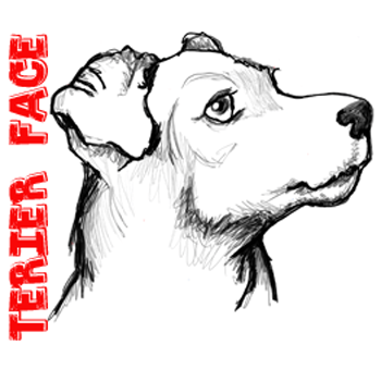 350x350 how to draw a terrier's face dog's face with easy steps - Easy Dog Face Drawing