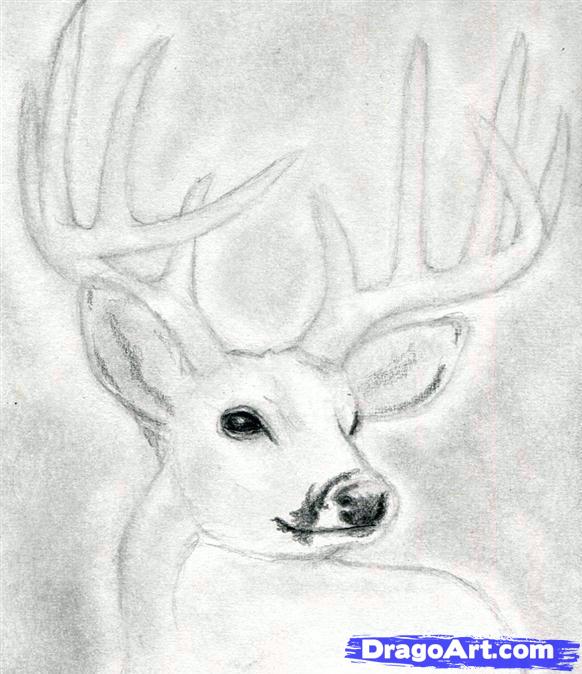 582x674 how to draw a deer head, buck, dear head, step - Easy Drawing Deer Head