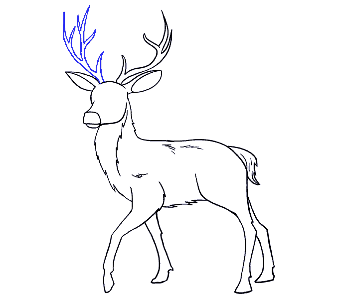 678x600 How To Draw A Deer In A Few Easy Steps Easy Drawing Guides - Easy Drawing Deer Head