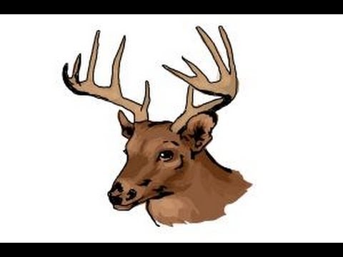 480x360 How To Draw A Deer Head - Easy Drawing Deer Head