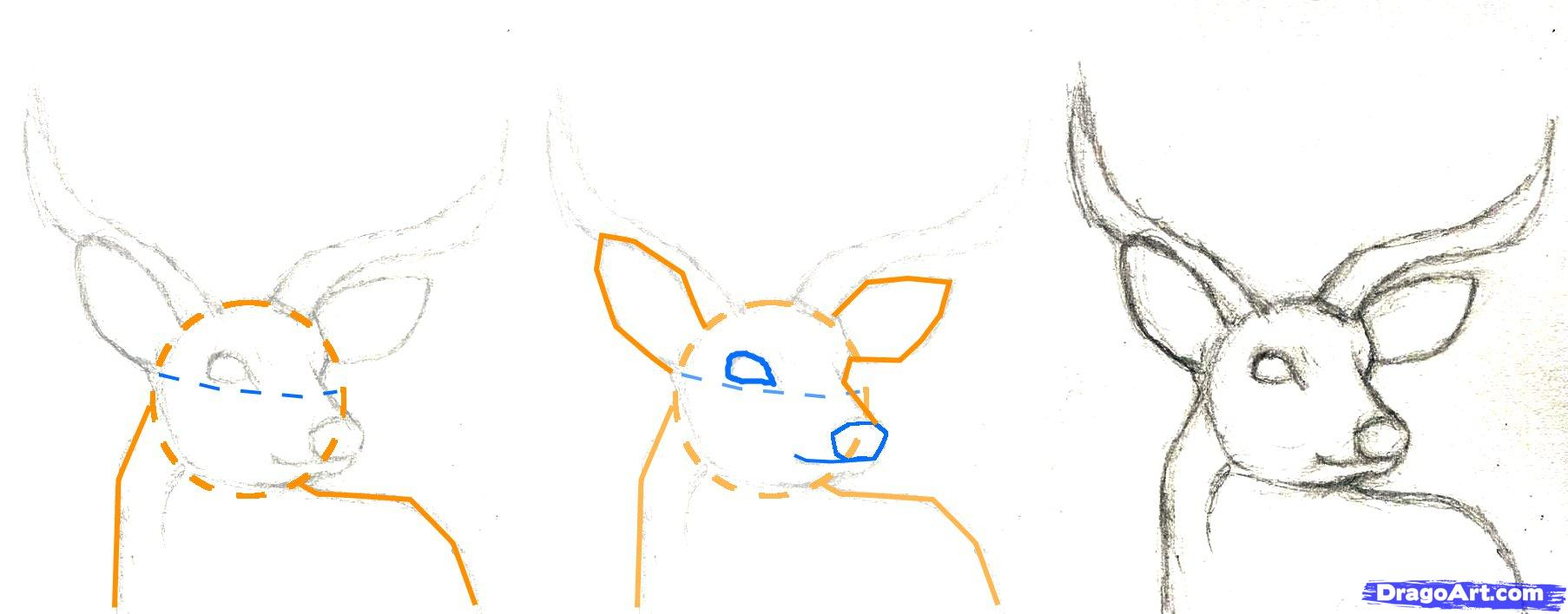 Поэтапное рисование головы оленя