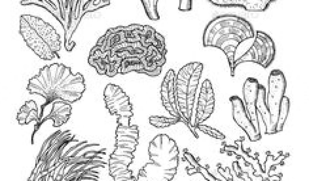 1024x600 easy underwater drawings drawing underwater coral reef coral reef - Easy Drawing Of Coral Reef