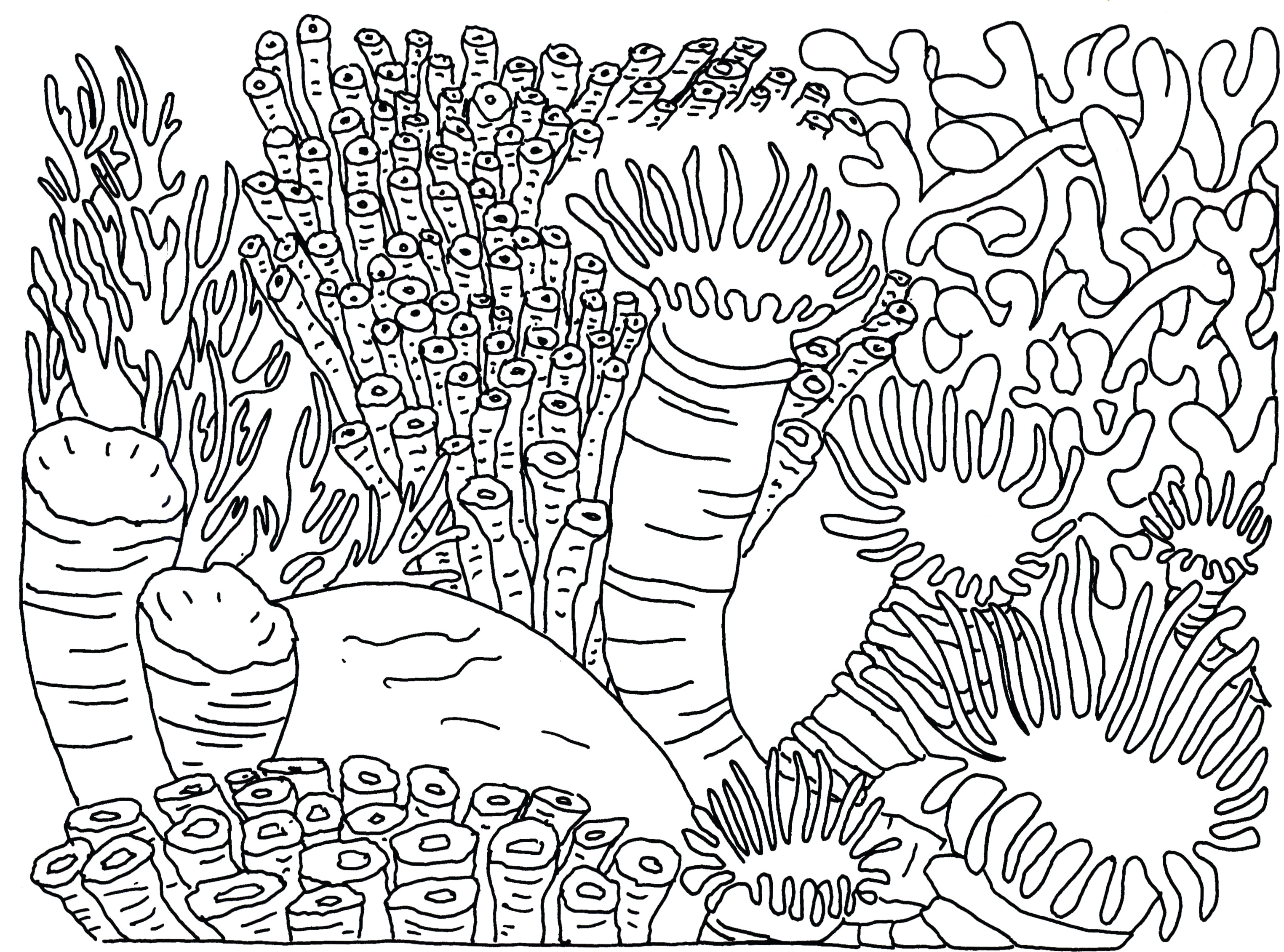 3049x2261 Largest Coloring Pages Of Coral Reefs Reef Collection Corals Fish - Easy Drawing Of Coral Reef