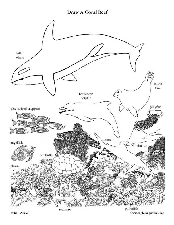 612x792  - Easy Drawing Of Coral Reef