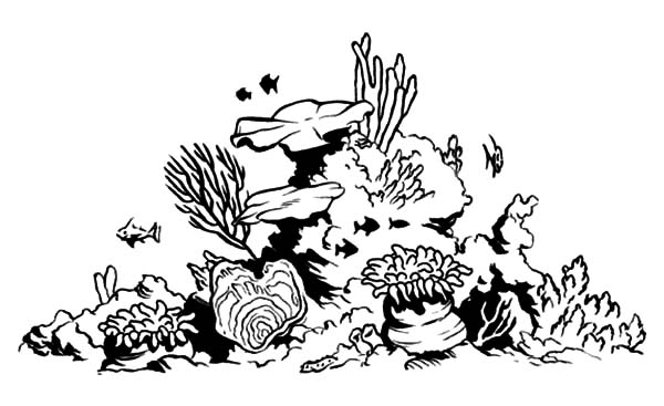 Easy Drawing Of Coral Reef at PaintingValley.com | Explore collection ...