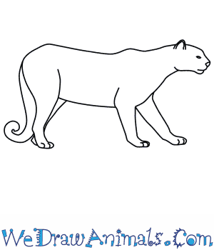 300x350 how to draw a puma - Easy Drawing Pictures Of Animals