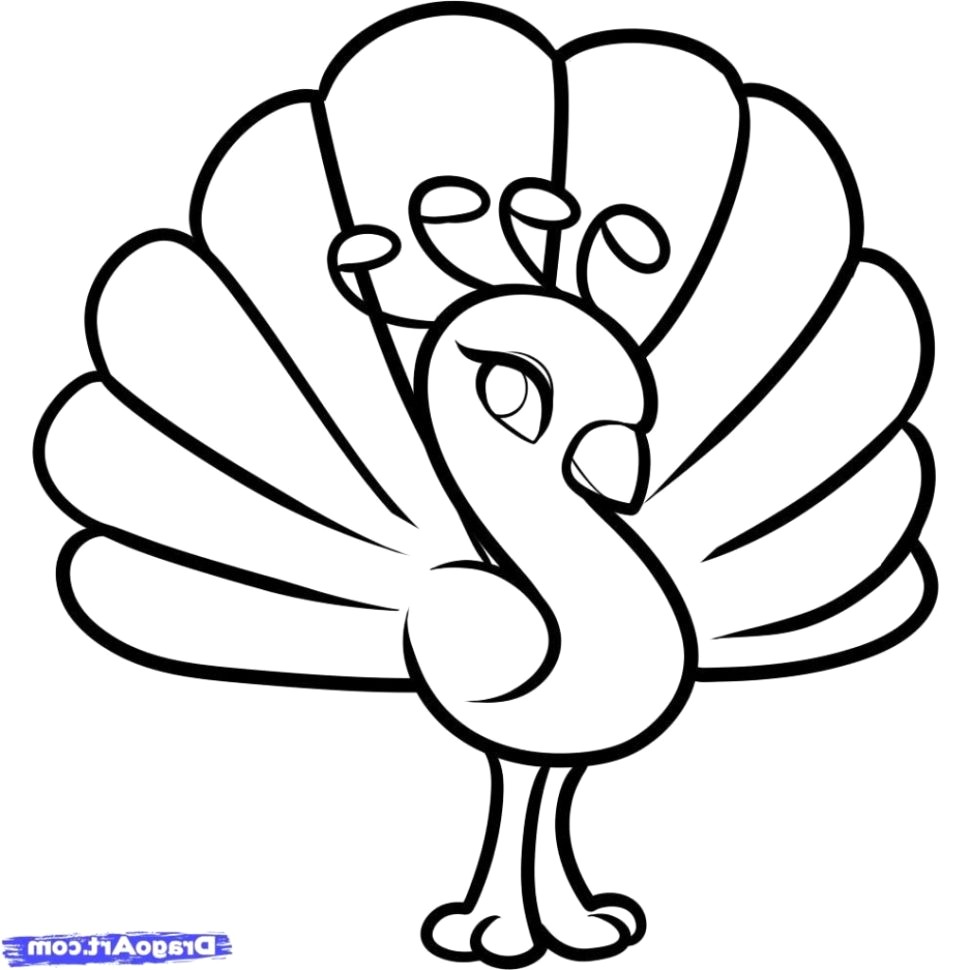 970x970 Cute Animal Drawing - Easy Drawing Pictures Of Animals