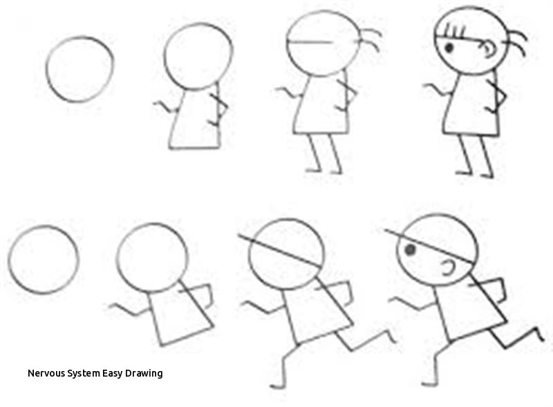 800x589 Nervous System Easy Drawing Tutorials Step - Easy Drawing Tutorials