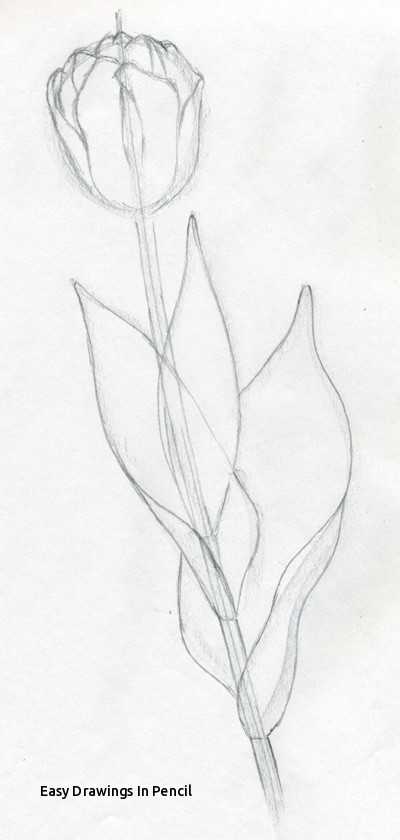 400x840 Easy Drawings In Pencil Rose Drawing Pencil - Easy Drawings In Pencil